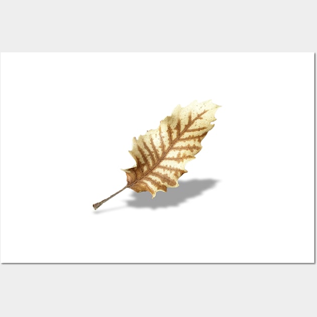 Brown Fall Leaf on White Background Wall Art by sigdesign